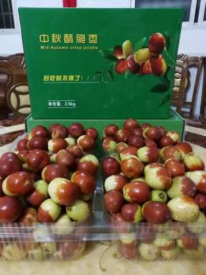 茂名農產品種苗批發 初級農產品產業鏈的活力之源