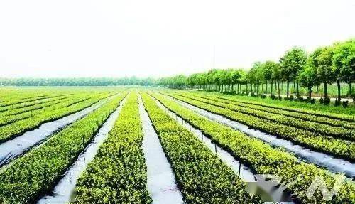 現(xiàn)代農(nóng)業(yè)生產(chǎn)技術(shù)入門(mén) 初級(jí)農(nóng)產(chǎn)品生產(chǎn)的基礎(chǔ)知識(shí)